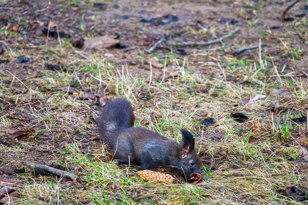Variante noire d'un écureuil roux eurasien dans l'herbe avec une noix — Photo