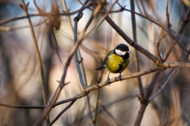 Great tit sitting on a twig in the bushes.