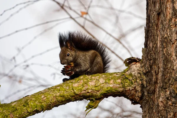 Variante noire d'un écureuil roux eurasien assis sur la branche avec une noix — Photo