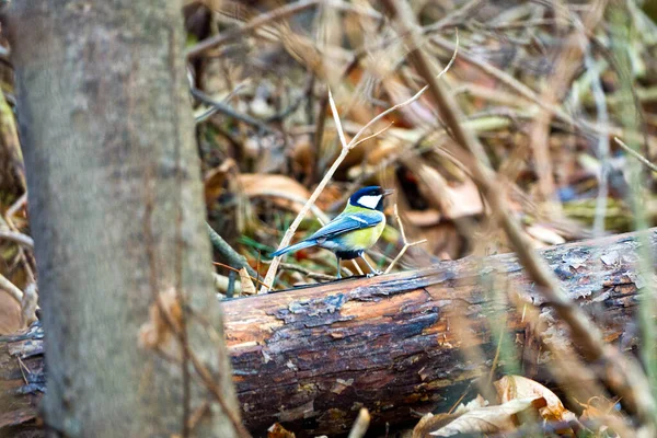 Great tit sitting on the trunk of a fallen tree in the bushes. — 图库照片