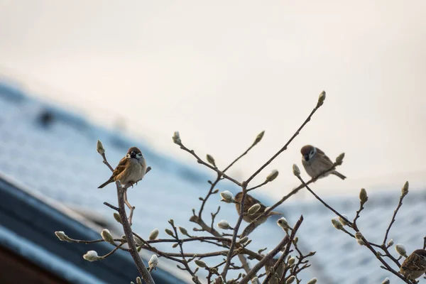 House Sparrows duduk di ranting pada latar belakang putih — Stok Foto