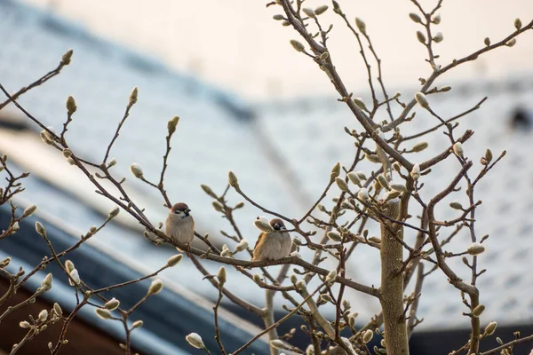 House Sparrows duduk di ranting dengan atap bersalju di latar belakang — Stok Foto