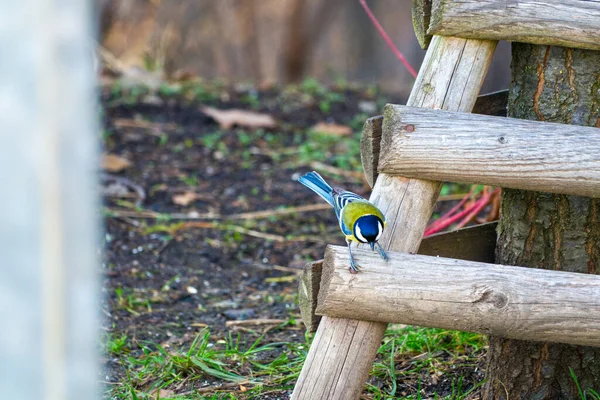 Great tit sitting on a wooden ladder in park. — Stok Foto
