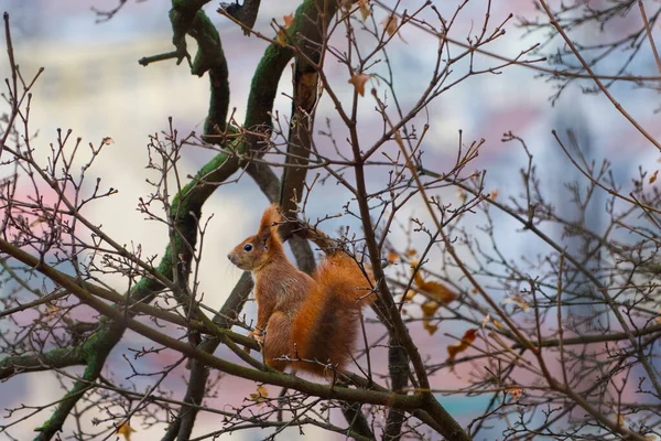Écureuil roux eurasien assis dans les branches — Photo