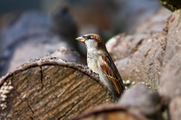 Close-up photo of House Sparrow sitting on a wooden log — Stock Photo, Image