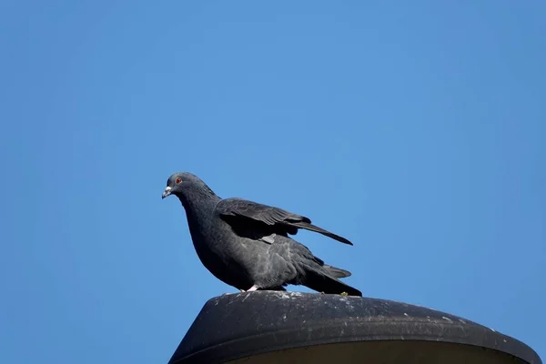 Taube macht Rast und streckt die Flügel auf der Straßenlaterne vor blauem Himmel aus — Stockfoto