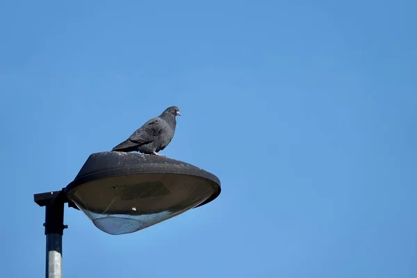 Taube macht Rast auf der Straßenlaterne mit blauem Himmelhintergrund — Stockfoto