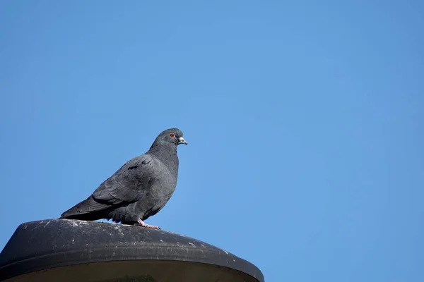 Güvercin mavi gökyüzü arka planıyla sokak lambasında dinleniyor. — Stok fotoğraf