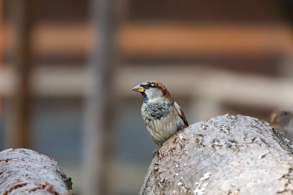 Close-up photo of House Sparrow sitting on a wooden log — Stock Photo, Image