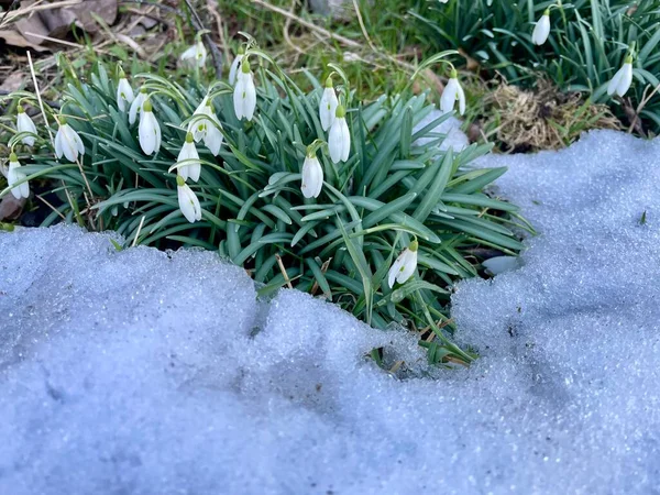 As primeiras gotas de neve florescem entre os restos de neve. Alteração de duas estações, primavera e inverno. — Fotografia de Stock