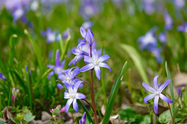 Крупный план цветущих голубых сцилла luciliae цветов в траве. Первые весенние луковичные растения. Селективный фокус с эффектом боке. — стоковое фото