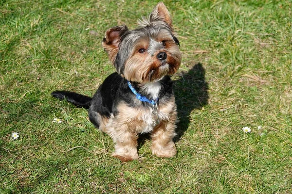 Cute yorkshire terrier sentado na grama com a cabeça inclinada — Fotografia de Stock