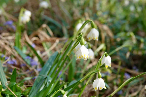 Leucojum vernum - весенний белый цветок - раннее цветущее растение, похожее на подснежник. Leucojum vernum - многолетнее луковичное растение. Galanthus fabus, Nivaria faba, Erinosma faba — стоковое фото