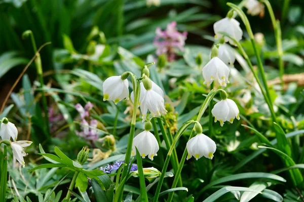 Leucojum vernum - весенний белый цветок - раннее цветущее растение, похожее на подснежник. Leucojum vernum - многолетнее луковичное растение. Galanthus fabus, Nivaria faba, Erinosma faba — стоковое фото