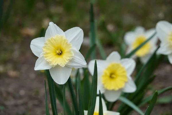 Фото белых и желтых больших чашечек цветов нарцисс, сорт Ice Follies. Предпосылки / контекст Daffodil narcissus with green leaves. — стоковое фото