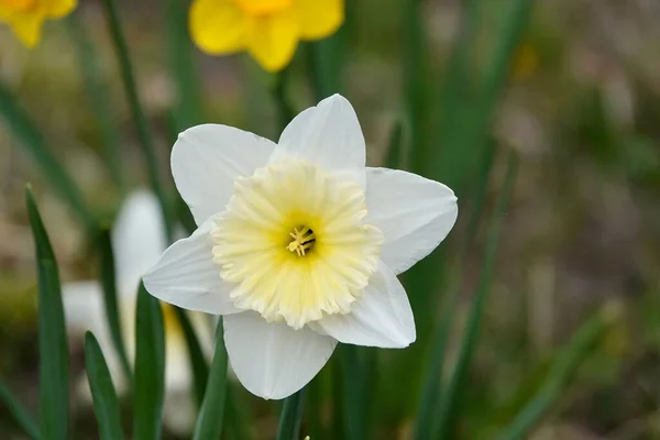 Фото белых и желтых больших чашечек цветов нарцисс, сорт Ice Follies. Предпосылки / контекст Daffodil narcissus with green leaves. — стоковое фото