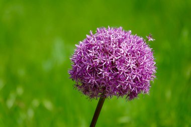 Bahçede yeşil arka planda büyüyen Allium çiçekleri. Soğan ve sarımsak familyasından mor, pembe bir Allium çiçeği. Bahçe işleri için Allium 'la güzel bir resim. Yüksek kalite fotoğraf