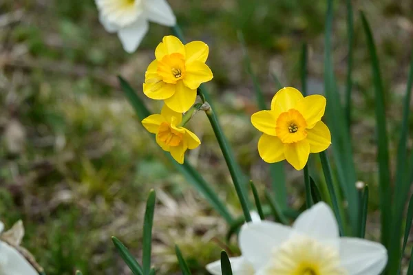 Фото Желтых Цветов Narcissus Предпосылки Контекст Daffodil Narcissus Yellow Buds — стоковое фото