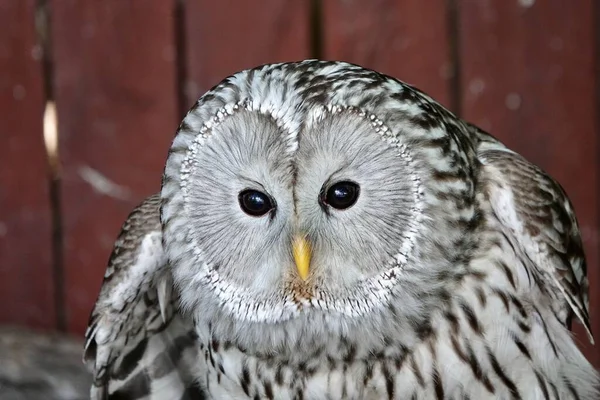 A close-up shot of the head of beautiful Ural owl looking into camera. High quality photo
