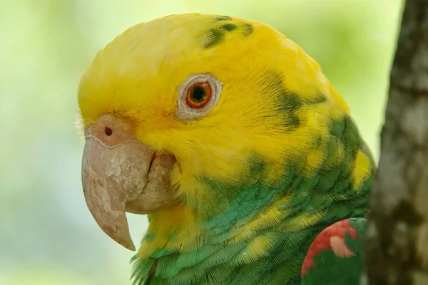 Portrait Beautiful Yellow Headed Amazon Parrot Mexico Green Blurry Background — Stock Photo, Image