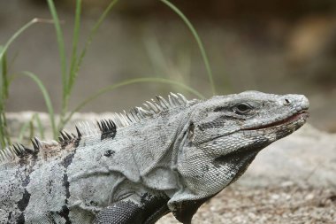 Dikenkuyruklu Iguana 'nın yakın plan bir resmi - Ctenosaura similis - çimenli gri arka planda. Yüksek kalite fotoğraf