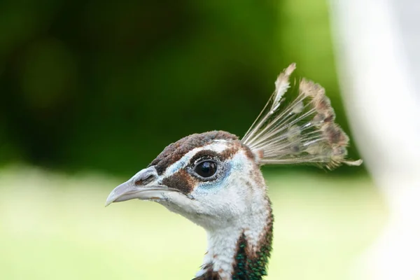 Vereinzeltes Nahaufnahme Porträt Eines Schönen Einzelnen Pfauenweibchens Auf Verschwommenem Hintergrund — Stockfoto