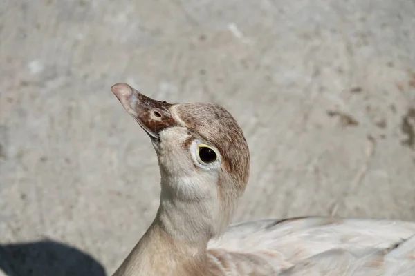 Eine Großaufnahme Eines Kopfes Einer Weiblichen Mandarin Ente Auf Einem — Stockfoto