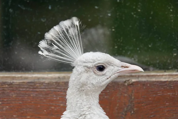Eine Nahaufnahme Des Kopfes Eines Schönen Männlichen Weißen Pfauenauges Der — Stockfoto