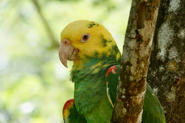 Retrato Belo Papagaio Amazônia Cabeça Amarela México Fundo Embaçado Verde — Fotografia de Stock