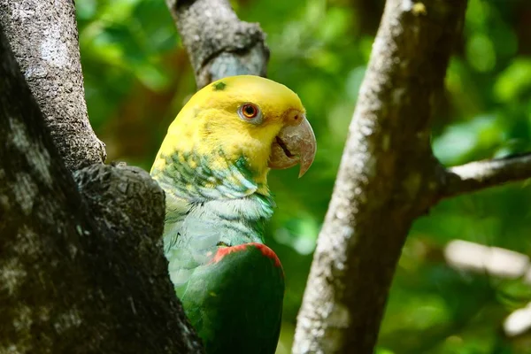 Portrait Beautiful Yellow Headed Amazon Parrot Mexico Green Blurry Background — Stock Photo, Image