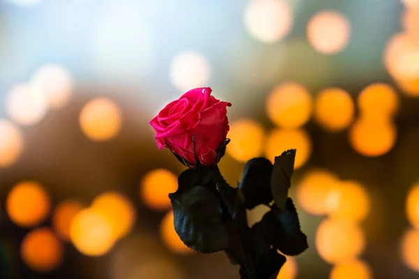 Pretty Rose Flower Foreground Background Lights — Φωτογραφία Αρχείου