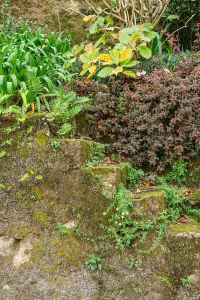 Merdiven çimenlerin, yosunların ve bitkilerin arasına gizlenmiş.