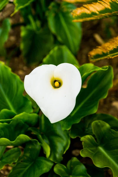 Doğada yeşil yapraklarla çevrili beyaz çiçek.