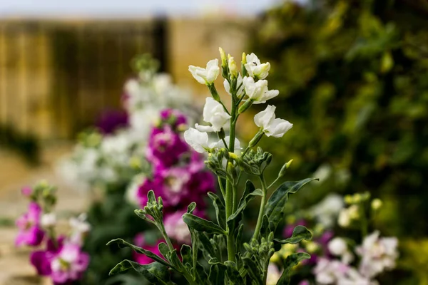 Doğada yeşil yapraklarla çevrili renkli çiçekler.