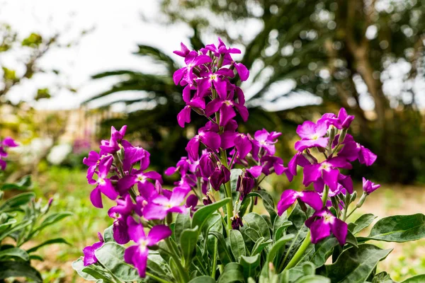Doğada yeşil yapraklarla çevrili renkli çiçekler.