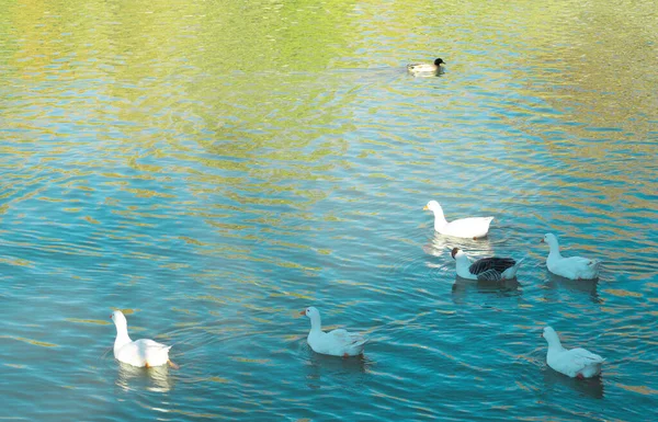 Bir grup ördek gölette