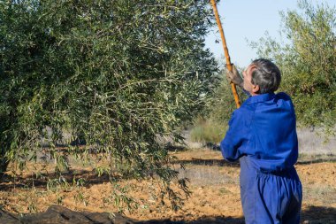 Tarlada çalışan yaşlı adam geleneksel yöntemle zeytin topluyor - iş ve tarım kavramı.