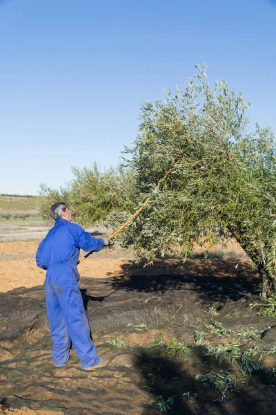 Tarlada çalışan bir adam geleneksel yollarla zeytin topluyor. Tarım ve işçi kavramı.