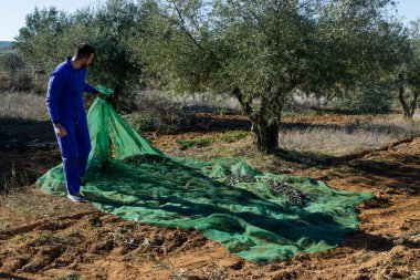 Tarlada zeytin toplarken branda çeken sakallı genç - iş ve geleneksel tarım kavramı.