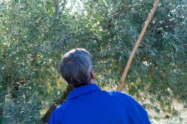 Tarlada güneşli bir günde geleneksel yollarla zeytin toplayan tanınmaz bir adam. Tarımcılık ve tarımcılık kavramı.