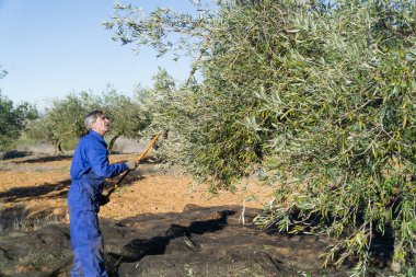 Tarlada çalışan bir adam, elinde sopayla zeytin topluyor ve sağ tarafta bir sürü fotokopi alanı olan mavi giyiniyor. Konsept iş ve tarım.