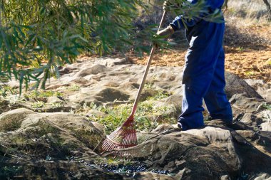 Güneşli bir günde tarlada elinde tırmıkla zeytin toplayan tanınmamış bir adam - kavram işi ve tarım