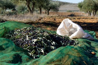 Güneşli bir günde arka planda zeytin koruluğu olan bir zeytinlik ve beyaz bir çuval dolusu zeytin - iş ve tarım kavramı ile hasat etmeden önce