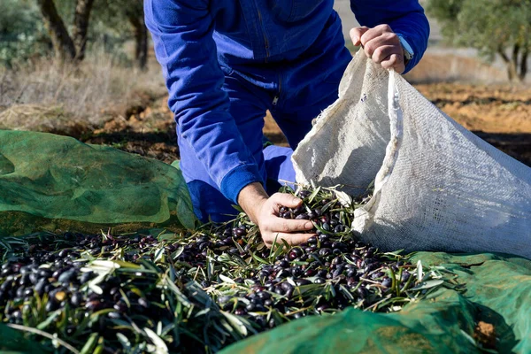 Ön planda beyaz bir çuvalda zeytin toplayan tanınmamış genç işçi - tarım ve işçi konsepti