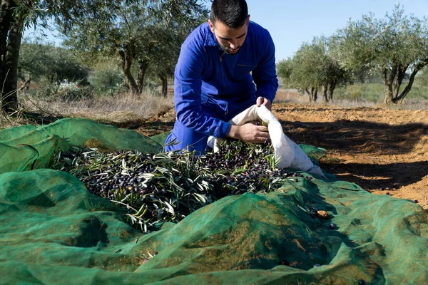 Genç sakallı bir adam güneşli bir günde arka planda zeytin korusuyla beyaz bir çuvalda zeytin topluyor. İş ve tarım kavramı.