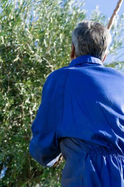 Sahada zeytin toplarken elinde sopa tutan mavi elbiseli bir işçi - iş ve tarım kavramı