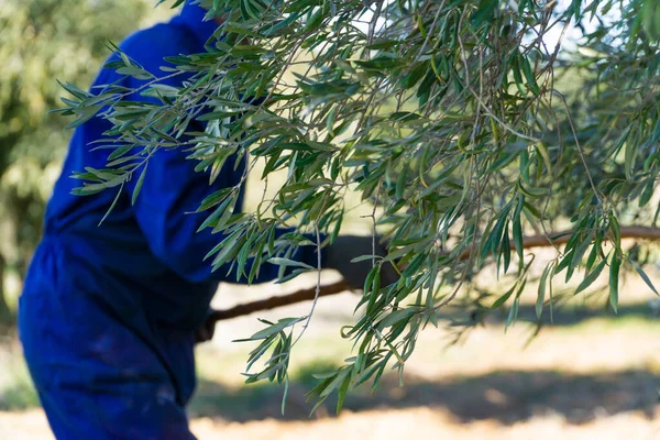 Olive branches in the foreground with an unrecognizable worker in the background dressed in blue holding a stick while picking olives - concept of work and agriculture.