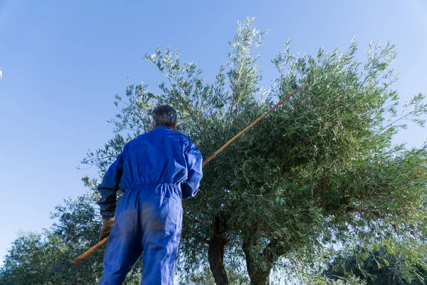 Geleneksel yollarla siyah zeytin toplayan tanınmaz bir adam. Geleneksel tarım ve tarlada çalışma kavramı.