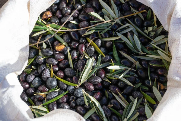 Sack full of black olives in the foreground - textures, olives and agriculture concept