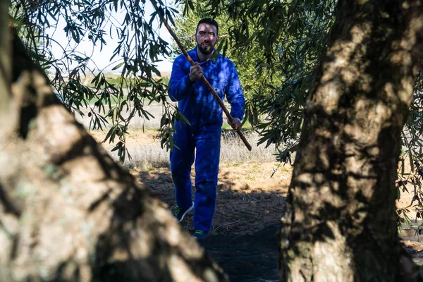 Young bearded boy harvesting olives in the traditional way with an olive tree in the foreground out of focus - concept of work and agriculture.